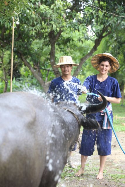 Chiang Mai: Thai Buffalo and Rice Planting Experience - Key Highlights Worth Your Time