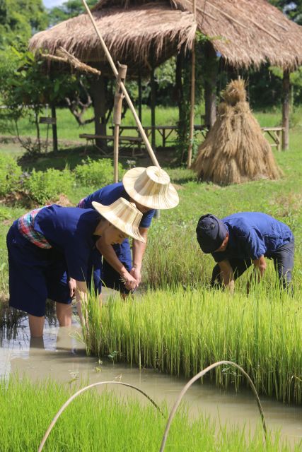 Chiang Mai: Thai Buffalo and Rice Planting Experience - Hang Tueng Farmstay: The Place Where This Feels Like Real Work