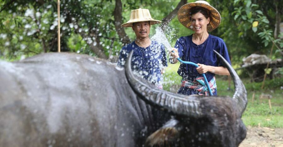 Chiang Mai: Thai Buffalo and Rice Planting Experience - Feeding Grass to Riam Thai Buffalo: Up Close, and Surprisingly Calm