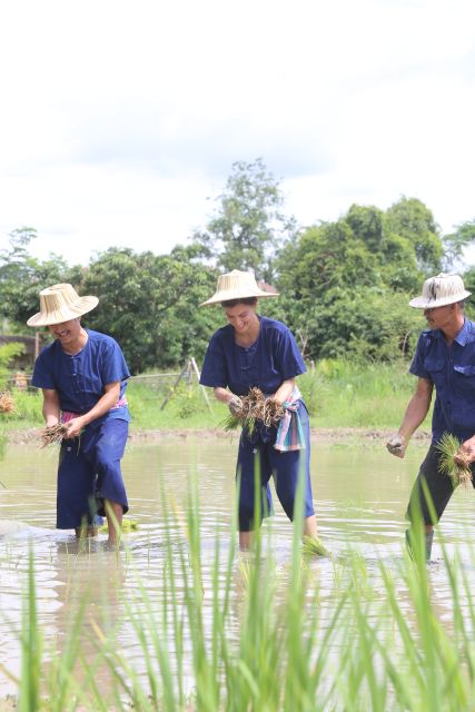Chiang Mai: Thai Buffalo and Rice Planting Experience - Rice Planting the Traditional Way: Mud Skills Included