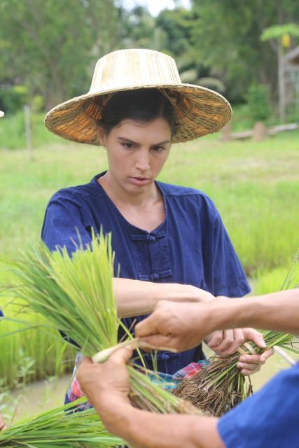 Chiang Mai: Thai Buffalo and Rice Planting Experience - What Comes With the Price, and Where $57 Really Lands