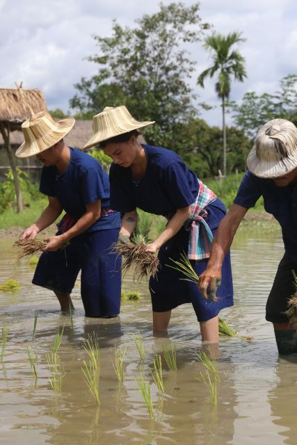 Chiang Mai: Thai Buffalo and Rice Planting Experience - Who This Is Best For in Chiang Mai