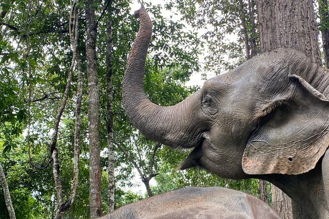 Chiang Mai: Thai Cooking Class and Elephant Sanctuary Observation - Meals and included comforts that make a full day trip easier