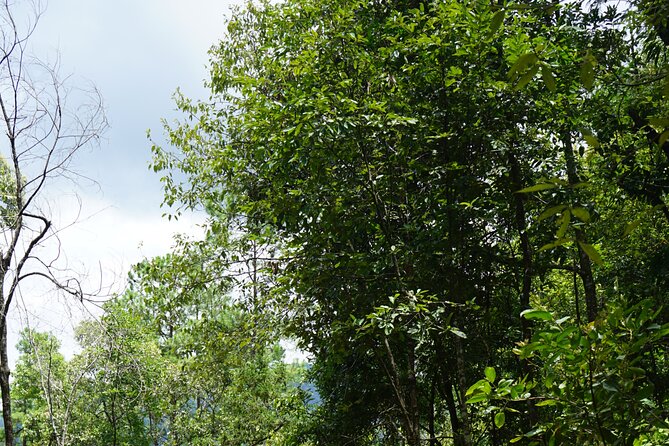 Chiang Mai Trekking Tour :Full day (no rafting) - From 7:30 Hotel Pickup to Doi Inthanon Trails