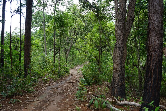 Chiang Mai Trekking Tour :Full day (no rafting) - A Traditional Thai Lunch and Small Local Stops That Add Flavor