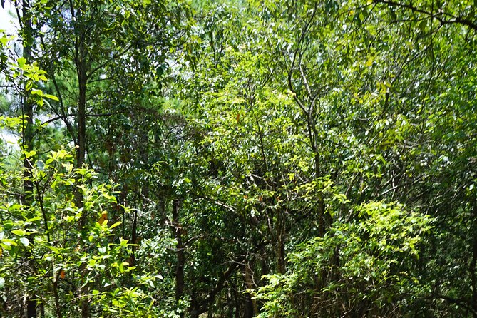 Chiang Mai Trekking Tour :Full day (no rafting) - Price and Value: What $64.53 Gets You (and Why It Can Still Be a Smart Pick)