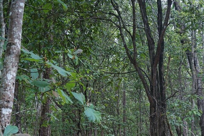 Chiang Mai Trekking Tour :Full day (no rafting) - FAQ