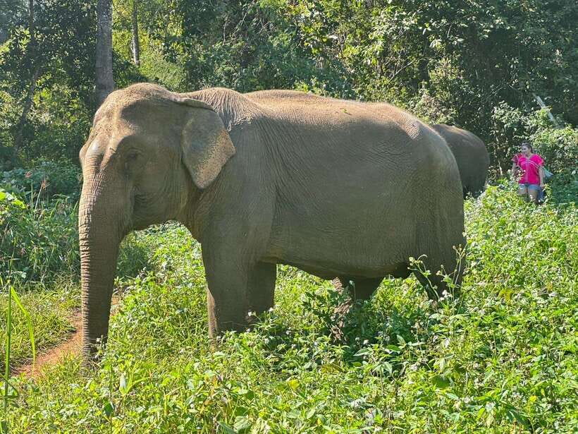 Chiang Mai Untouched Elephant: Nature Walk & Waterfall Trek - Who Should Book This Elephant Care Day