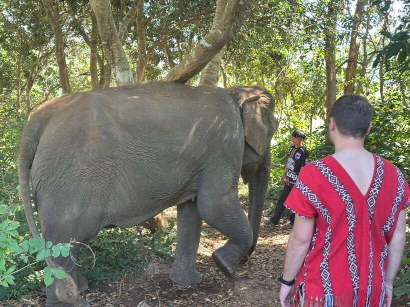 Chiang Mai Untouched Elephant: Nature Walk & Waterfall Trek - Entering a Mahout Day, Not an Elephant Show