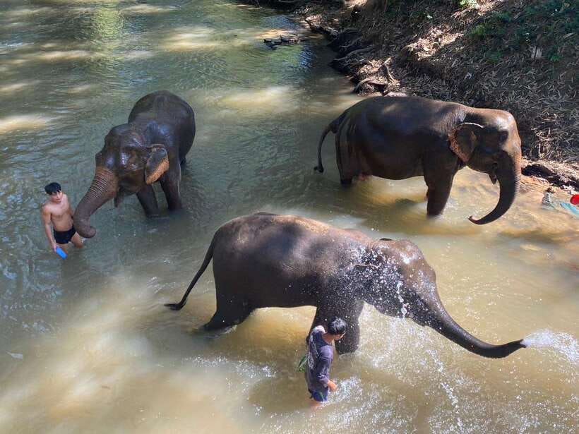 Chiang Mai Untouched Elephant: Nature Walk & Waterfall Trek - Getting There from Chiang Mai: Pickup, Open-Air Trucks, and Timing