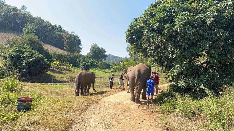 Chiang Mai Untouched Elephant: Nature Walk & Waterfall Trek - Elephant Sanctuary Care Park: Feeding by Hand and Walking Naturally