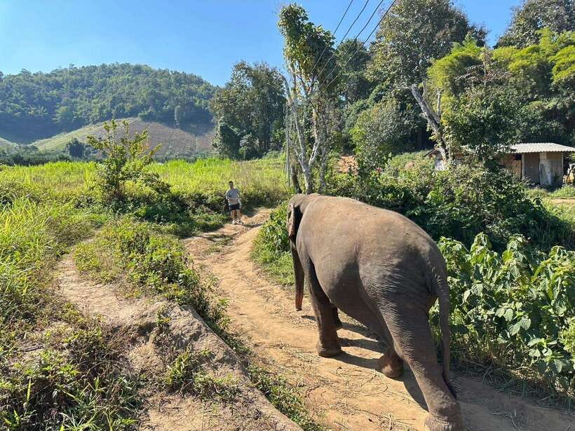 Chiang Mai Untouched Elephant: Nature Walk & Waterfall Trek - Mae Wang Waterfall: A Short Walk and Some Breathing Space