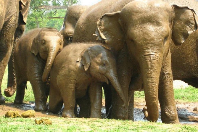 Chiang Mai Zipline White Water Rafting and Elephant Sanctuary - How the full day schedule really feels