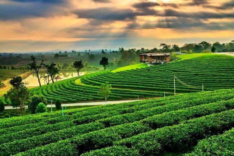 Chiang Rai: 7 Major Sites, Golden Triangle & Tea Plantation - Golden Triangle area: seeing the region through context