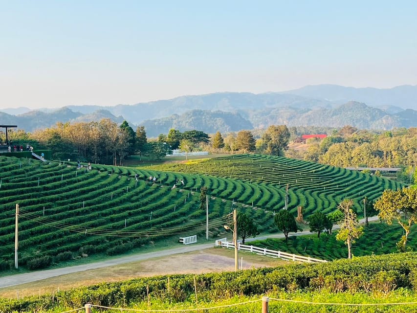 Chiang Rai: Discover 7 Must-See Spots & Lunch Included - Choui Fong Tea Plantation: Tea Fields and a Real Production Lesson
