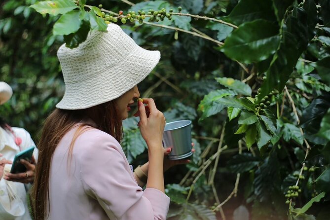 Chiangmai Coffee Farm Tour - Getting Out to the Doi Saket Countryside