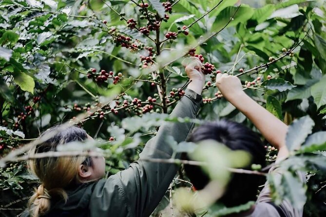 Chiangmai Coffee Farm Tour - Coffee Flower Tea and Cherry Picking on an Organic Farm