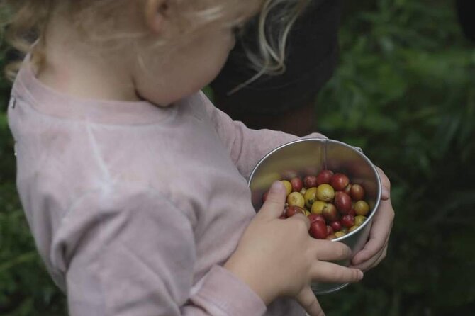 Chiangmai Coffee Farm Tour - Planting Coffee Trees: A Meaningful Finish in the Morning Heat