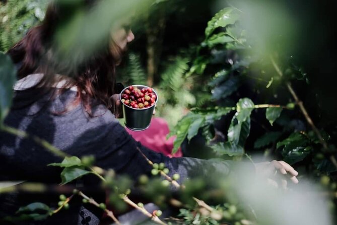 Chiangmai Coffee Farm Tour - Quick How to Prep So You Enjoy Every Step