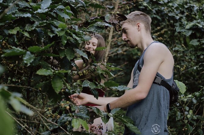Chiangmai Coffee Farm Tour - Roast, Brew, Drink Fresh: Making Your Own Coffee Batch