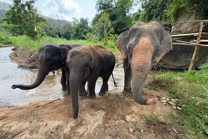 Chiangmai Half Day Visit and Wildlife Experience - Feeding, gentle contact, and river washing, without the riding pressure