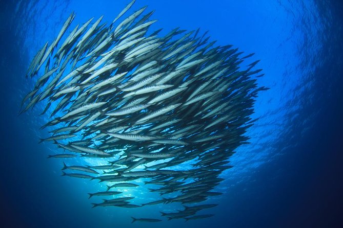 Chumphon Pinnacle-Koh Tao 2 dive trip for certified divers - Key highlights you’ll feel right away