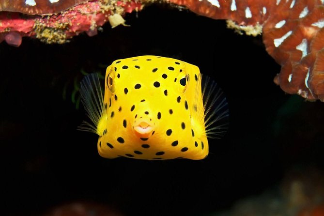 Chumphon Pinnacle-Koh Tao 2 dive trip for certified divers - Koh Tao second stop: putting the day’s skills to work