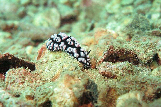 Chumphon Pinnacle-Koh Tao 2 dive trip for certified divers - Guide approach and language support, and why it matters underwater