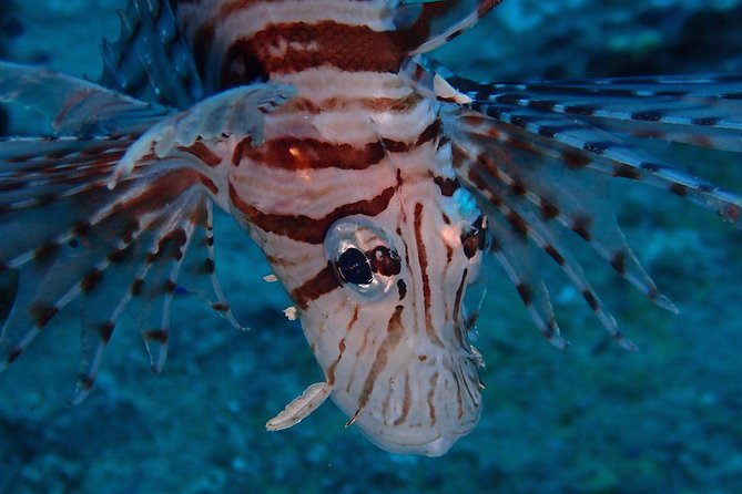 Chumphon Pinnacle-Koh Tao 2 dive trip for certified divers - Certified scuba only, and how to handle the last-time-you-dived gap
