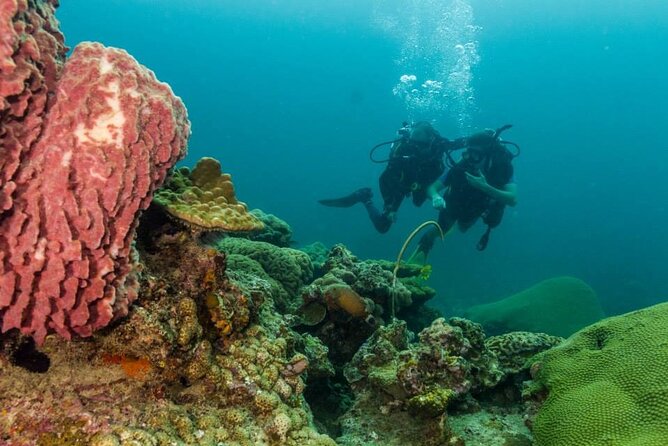 Discover SCUBA Diving - Key highlights worth your attention