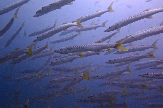 Discover SCUBA Diving - Meeting at Adang Sea Divers, then a short video before you gear up