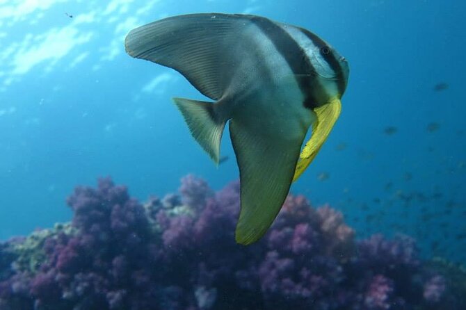 Discover SCUBA Diving - What you actually pay for: $146.23 and the value math