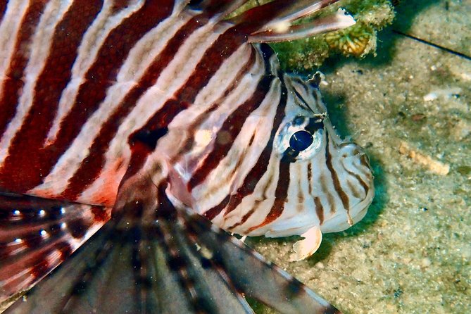 Discover Scuba Diving, try dive for beginners ( Start at Ko Kut) - Key things that make this try-out work well