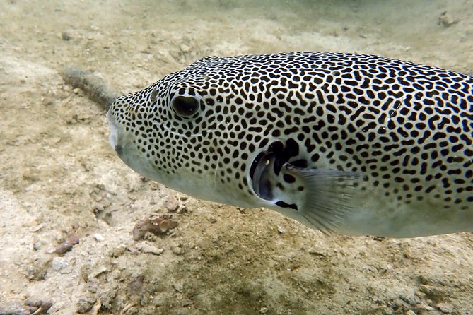 Discover Scuba Diving, try dive for beginners ( Start at Ko Kut) - Price and value: what you’re really buying