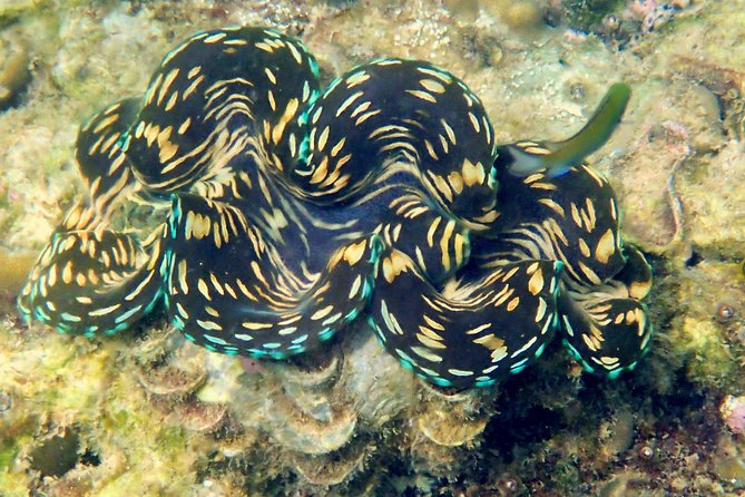 Discover Scuba Diving, try dive for beginners ( Start at Ko Kut) - Getting ready: gear included means less stress