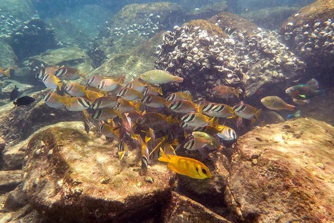 Discover Scuba Diving, try dive for beginners ( Start at Ko Kut) - Two reef sessions on Ko Kut: what beginner-friendly really means