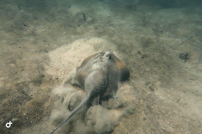 Dive trip with 2 dives (start from Ko Kut) - Two scuba sessions plus snorkel, the smart “same boat” setup