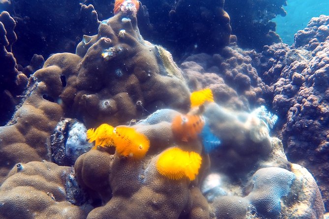 Dive trip with 2 dives (start from Ko Kut) - Equipment and guidance: what you should expect onboard