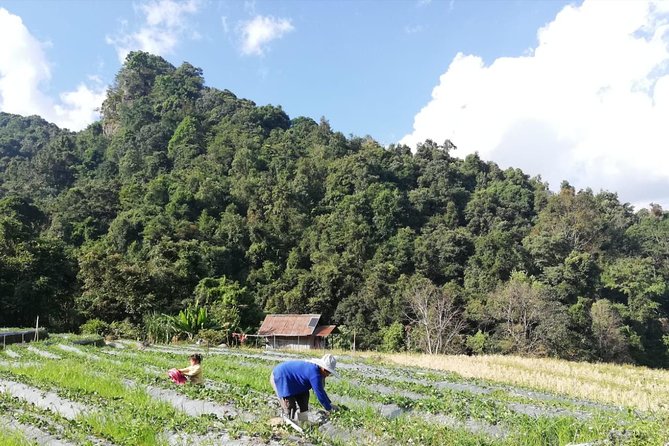 Doi Inthanon Day Trip:Twin Pagodas,Soft Hiking,Coffee Plantation - Hilltribe villages craft market, plus the coffee and tea stop
