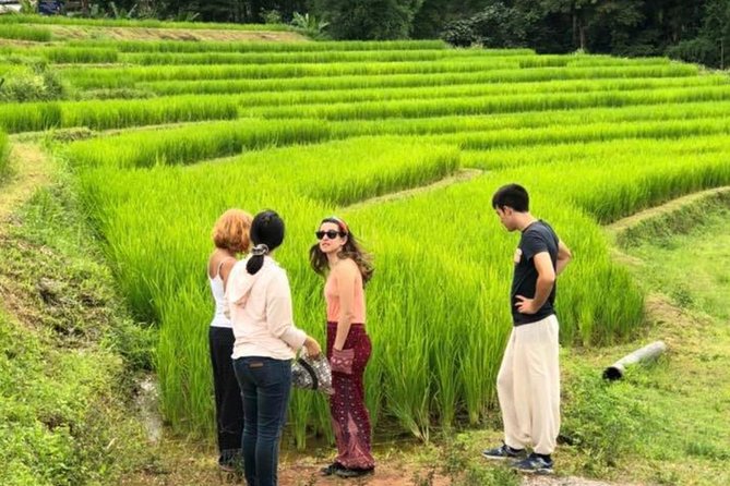 Doi Inthanon Day Trip:Twin Pagodas,Soft Hiking,Coffee Plantation - Price and value, plus the 400 baht mountain fee