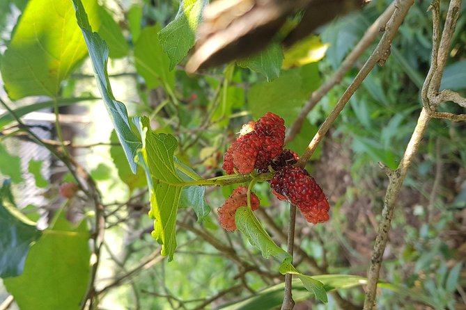 Doi inthanon National Park + 2Hour Fantastic Trekking with Lunch - Hmong market stop: quick and practical, not a long shopping spree
