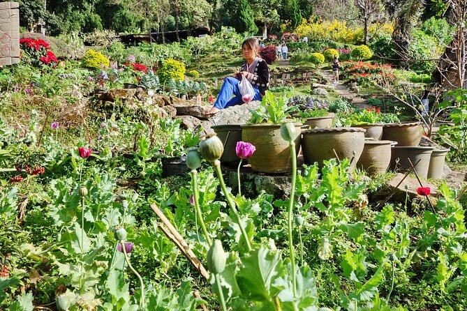 Doi Suthep and Hmong Hilltribe Half Day Tour in Chiang Mai - Who This Tour Fits Best (And Who Might Prefer Another Plan)