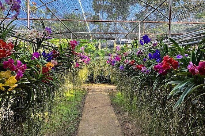 Doi Suthep Temple, Pha Lat Temple, Sticky Waterfall, Orchid farm - Who this tour suits best, and who may want to adjust