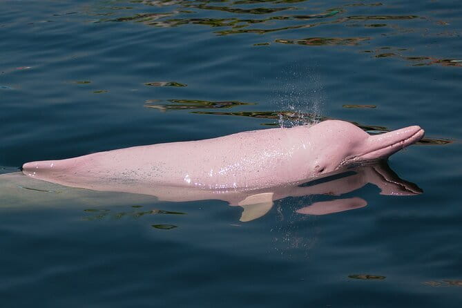 Dolphin Watching Tan and Pig Island Tour from Koh Samui - Highlights You Will Actually Care About