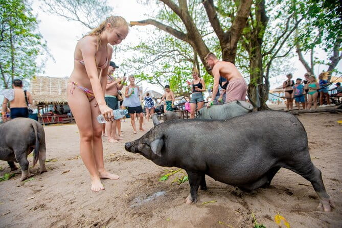 Dolphin Watching Tan and Pig Island Tour from Koh Samui - Koh Samui Dolphin Watching From Surat Thani: The Big Picture