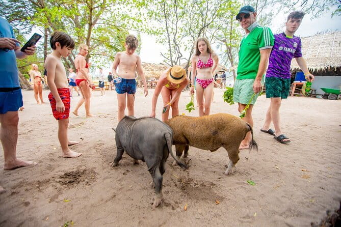 Dolphin Watching Tan and Pig Island Tour from Koh Samui - Tan Island Snorkeling: Gear Included, Swim Time Included