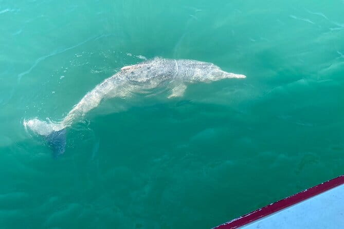 Dolphin Watching Tan and Pig Island Tour from Koh Samui - Dolphin Watching: What the Guide Approach Tells You