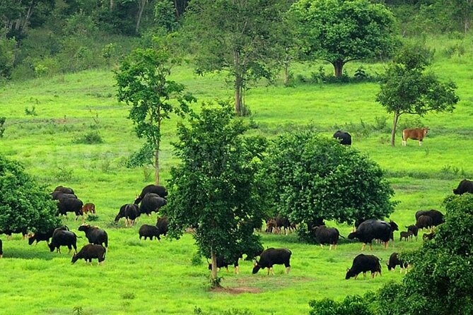 Elephant and Animal Watching in Kuiburi National Park - Join Afternoon Tour - Kuiburi National Park elephants: worth it, even when sightings vary