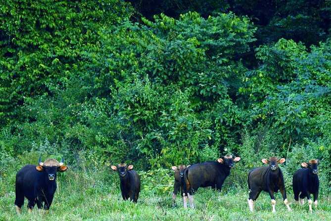 Elephant and Animal Watching in Kuiburi National Park - Join Afternoon Tour - Don’t expect an African jeep safari, expect Thai national park viewing