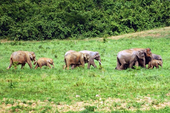 Elephant and Animal Watching in Kuiburi National Park - Join Afternoon Tour - Birds in the dry-humid forest: a smart bonus when elephants are quiet